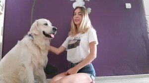 Плюсы и минусы породы "Золотистый ретривер"