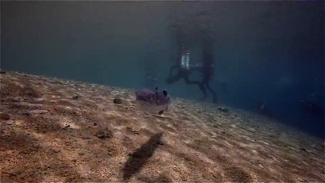 GoPro Red Sea Barracuda \ diving in Dahab Egypt \Красное море\ Египет\Барракуда \ дайвинг в Дахабе смотреть онлайн