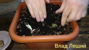 Вырастить ХРЕН дома.