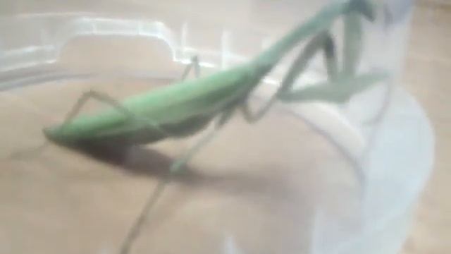 Богомол Mantis religiosa) смотреть онлайн