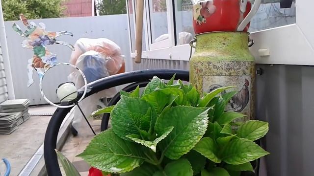 Как воспользоваться идеей.Горшечный садик.Кашпо из камешков. смотреть онлайн