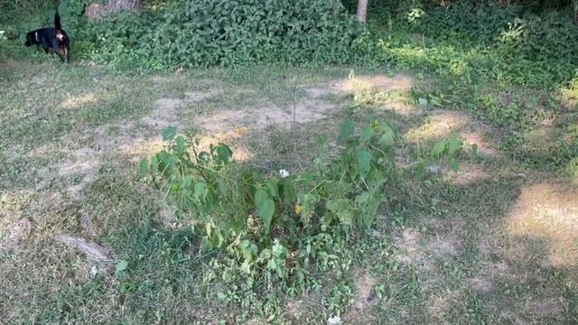 Rose Of Sharon Benefits