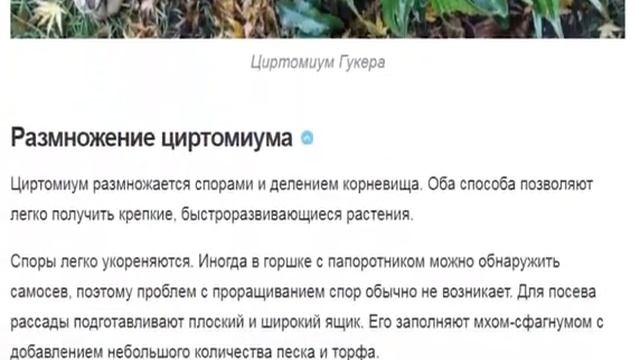 Циртомиум – пышный куст для папоротникового сада смотреть онлайн