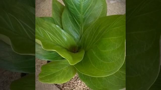 Anthurium JENMANII... CARDBOARDS Variegated смотреть онлайн