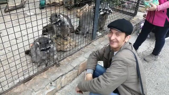 Тайган, кормлю, общаюсь с енотами - полоскунами, 5 октября 2019 смотреть онлайн