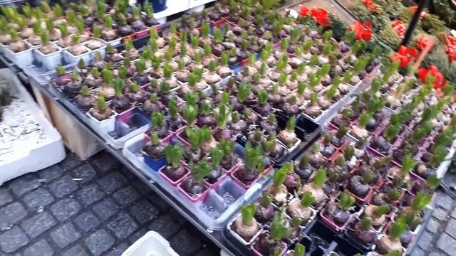 АТМОСФЕРА СТОКГОЛЬМА. ОДИН ДЕНЬ В ШВЕЦИИ. СТАРЫЙ ГОРОД В РОЖДЕСТВО. МАГАЗИНЫ, ЦЕНЫ, УЛОЧКИ. смотреть онлайн