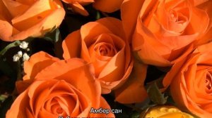 Оранжевые розы — описание лучших сортов