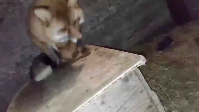 1416. Дикая лиса Маркиза и кот Амур, кот приходит в гости.