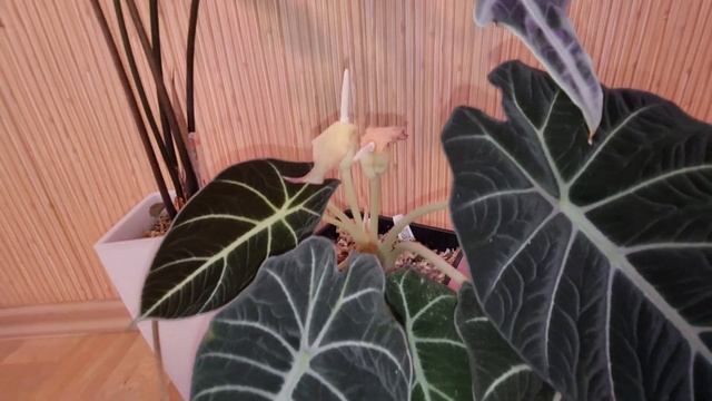 алоказия блек вельвет(black velvet) цветение алоказии смотреть онлайн