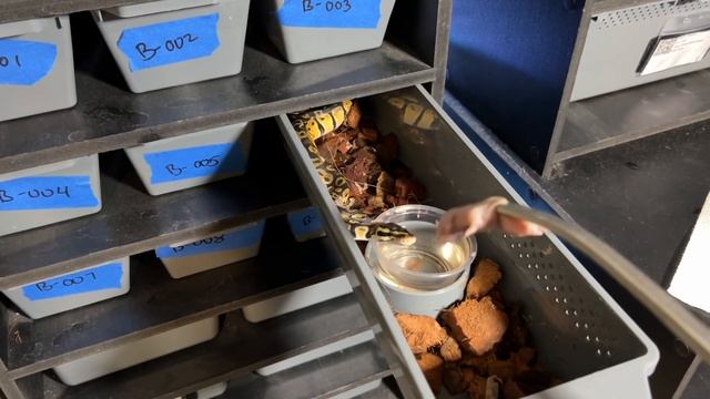 Feeding my Baby Ball Pythons Frozen Thawed Rats !!! #snake #feeding #python смотреть онлайн