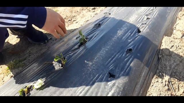 Сажаем Клубнику