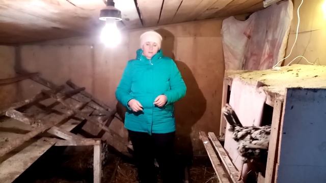 Почему в холодном курятнике мои куры несут яйца. Как я смогла увеличить яйценоскость кур зимой. смотреть онлайн