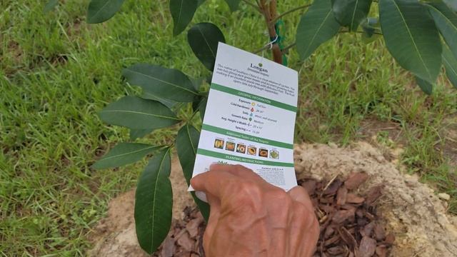 Лонган Тропическое Дерево. Longan tropical tree. смотреть онлайн