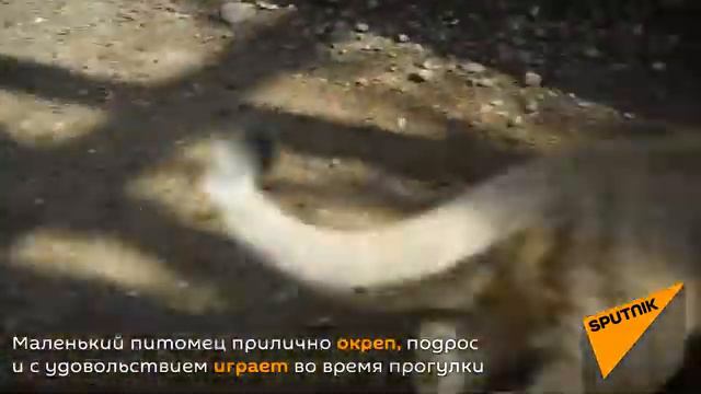 В зоопарке Алматы выбирают имя львенку смотреть онлайн