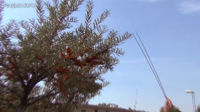 Облепиха. Сбор урожая и обрезка. смотреть онлайн