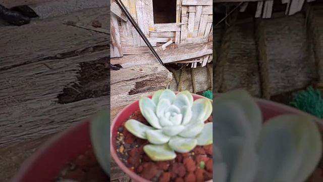 My Echeveria Green Ice is looking pretty after 3 weeks of repotting. ? смотреть онлайн