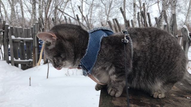 Кошка Буся мёрзнет на даче смотреть онлайн