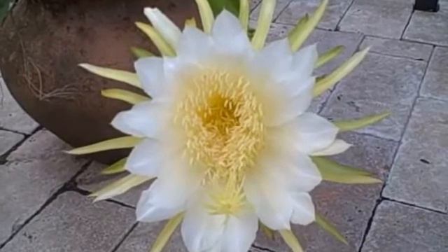 Elusive Night-Blooming Orchid Cactus смотреть онлайн