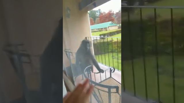 Baboon knows how to open door in Drakensberg resort смотреть онлайн
