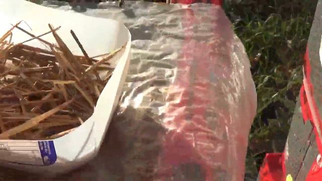 Трындец на пасеке.Клуба нет,клещ есть.+30 вечером.27 сентября,2021. смотреть онлайн