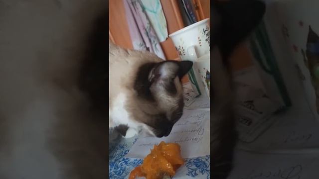 моя кошка кушает хурму смотреть онлайн