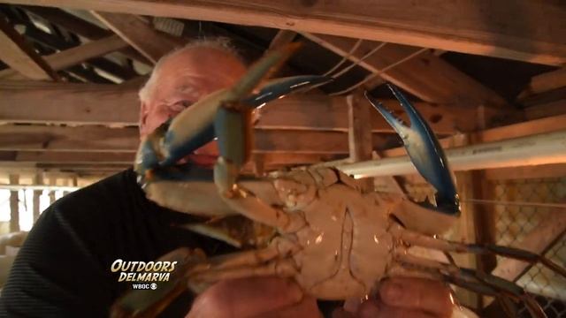 The King of Crustaceans смотреть онлайн