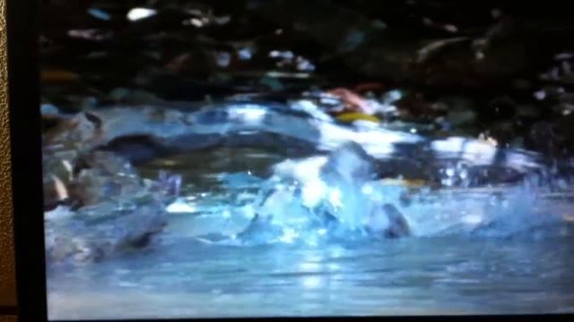 Обезьяны ныряльщики. Потрясное зрелище смотреть онлайн