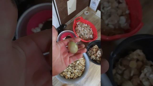 Яйцо чьё? и мой результат сбора грибов сегодня! смотреть онлайн