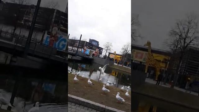 Самые красивые Птицы Чайки. смотреть онлайн