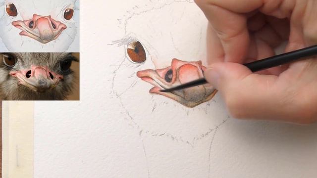 How to Paint an Ostrich in Watercolor смотреть онлайн