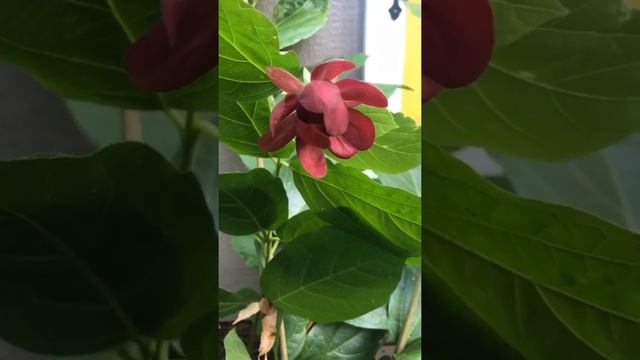 Blooms | Calycanthus смотреть онлайн