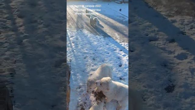Щенки питомника ТИМЕРТАШ питомнике есть доступные щенки +79048881825 viber whatsapp смотреть онлайн