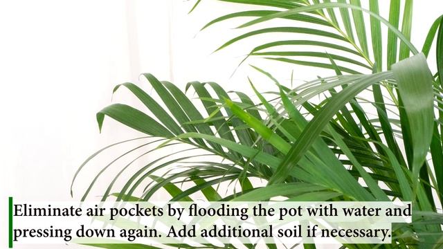 How to Care for Areca Palm Indoor - Areca Palm Houseplant смотреть онлайн