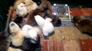 Инкубация яиц  Когда лучше закладывать яйца в инкубатор