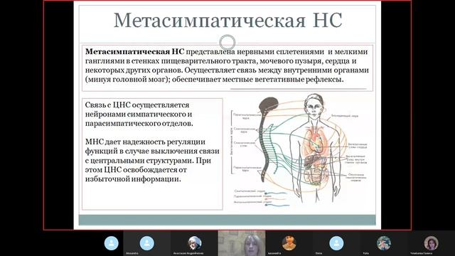Периферическая нервная система смотреть онлайн