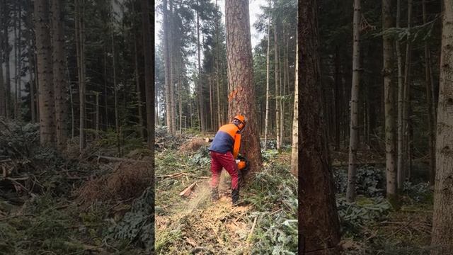 Fällen große Baum mit Stihl ms 400 c ?????? смотреть онлайн