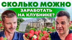 Миллионы на клубнике. Бизнес на ягодах. Как на этом заработать? Жимолость. Андрей Даниленко