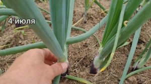 Лук Ред барон