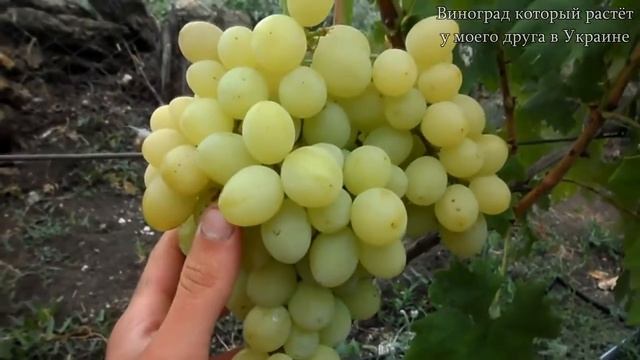 Виноград (Ермак) смотреть онлайн