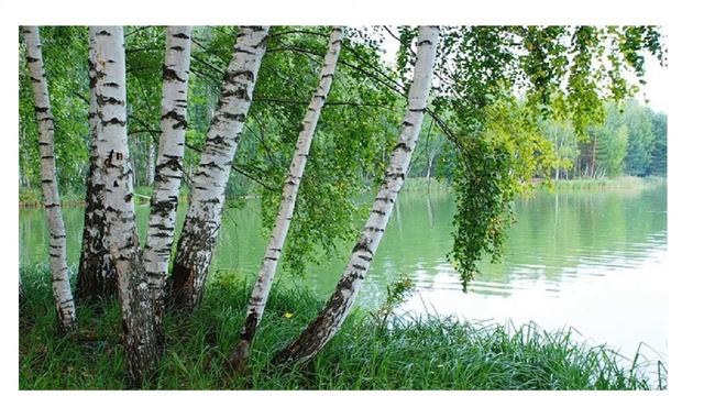 Всеволод Рождественский "Берёза" смотреть онлайн