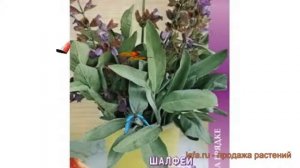 Шалфей овощной Бриз (briz) ? овощной шалфей Бриз обзор: как сажать, семена шалфея Бриз