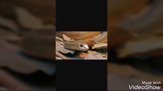 Самые ядовитые змеи планеты смотреть онлайн