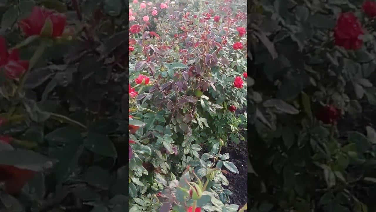 черная магия. https://rose-bushes.ru/ смотреть онлайн