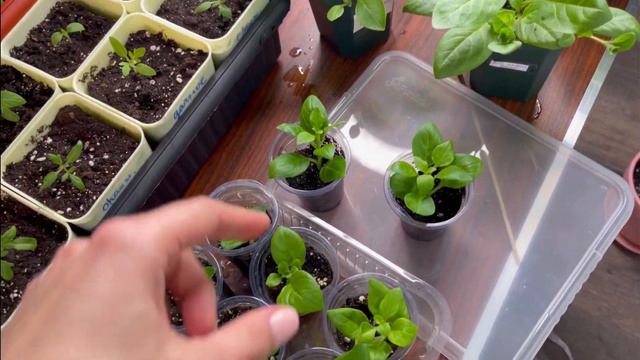 Обзор моей рассады петуний. Увеличиваю количество черенкованием #милинсад