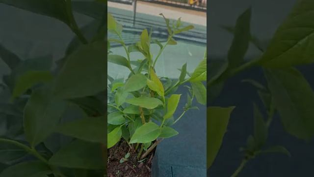 Саженец голубики Спартан смотреть онлайн