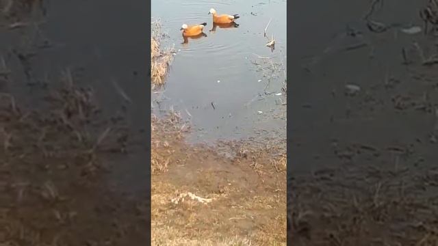 Лето приходит смотреть онлайн