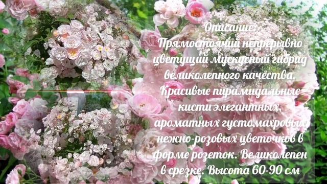 Rose Heavenly Pink Lens Бельгия 1997 мускусный гибрид Небесно-Розовый подарок? ❗ все ожидания ❤❗❗❗❗ смотреть онлайн