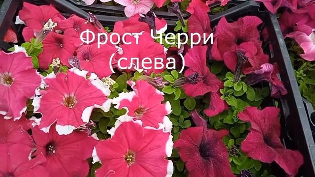 Кустовая петуния. Обзор сортов. смотреть онлайн