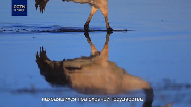 Национальный парк Саньцзянъюань смотреть онлайн
