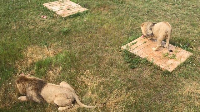 Терпение Султана и Гирея вознаграждены! Тайган. Lions brothers in Crimea! смотреть онлайн
